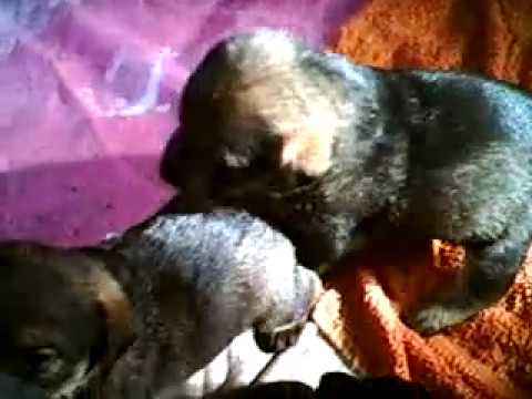 8.10.2010 Die Welpen erkunden - beißen in meinen Zeh