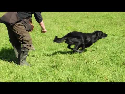 Flat-Coated Retriever Jeffrey beim Working Test in Zichem 07.05.2016 - 1