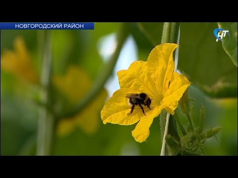 В тепличном комбинате «Трубичино» прошёл праздник первого огурца