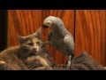 Parrot annoys cat