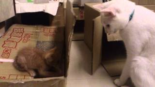 [問卦] 家中貓咪愛打架而且從小打到大?