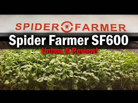 How To Grow Rosemary From Cuttings Two Ways BOTH Easy