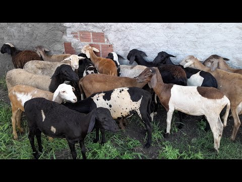 Feira de Animais em Vertentes Pernambuco Gado,Cabras,Carneiros 13/04/2024