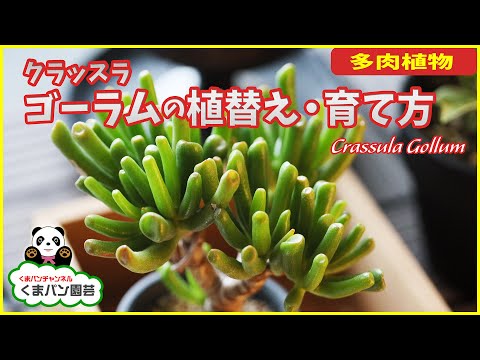 園芸 クラッスラ仏陀寺院