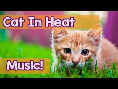 How to Calm My Cat in Heat! This is the Best Music to Help Relax Your Cat During Heat! Soothing!