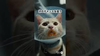 【猫逮捕 続編】拘束具つけられた猫、チュールで覚醒→脱獄【AI猫】