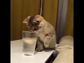 Funny Cat WhatsApp Status Video Download Free