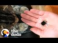 Couple Falls In Love With Wingless Bumblebee | The Dodo