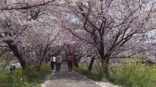 preview picture of video '桜吹雪の回廊　流川桜並木を歩く　Sakura Road of Nagarekawa, Fukuoka, Japan.'
