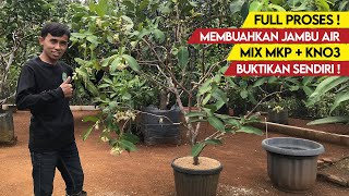 Download lagu The Nost Effective Way to Make Rose Apple Trees Bear Fruit | Full process! mp3 Download lagu The Nost Effective Way to Make Rose Apple Trees Bear Fruit | Full process! mp3