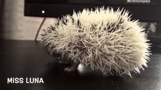 Baby Hedgehog- Luna