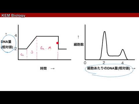 細胞周期調節機構