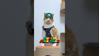 ルイージに大変身🐈マンマミーア！！　#かわいい #cat #もんちゃん #cute #猫動画 #ねこ #ネコ #猫のいる生活 #元野良猫 #保護猫 #マリオ #コスプレ