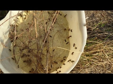 Внешняя профилактика или белковая стимуляция пчелы