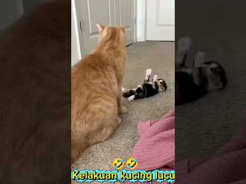 Why is the cat acting like this 🤣🤣🤣 #cat #funny #animals #funnycats