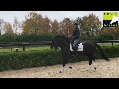 KWPN | All at once | Wynton