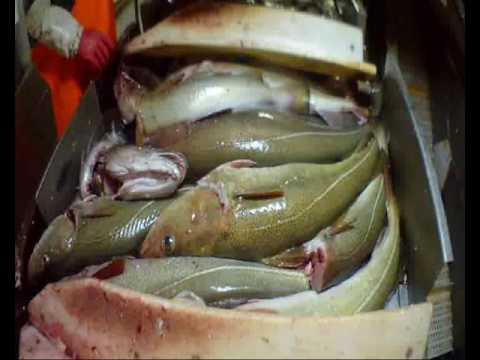 Ms keltic jul og nyttår tur 2016