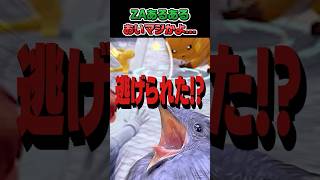 【ガチギレ】ZAの色違い、逃げる仕様なの？！？！