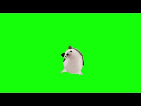 Hedgehog Dancing to Bad Romance - Green Screen