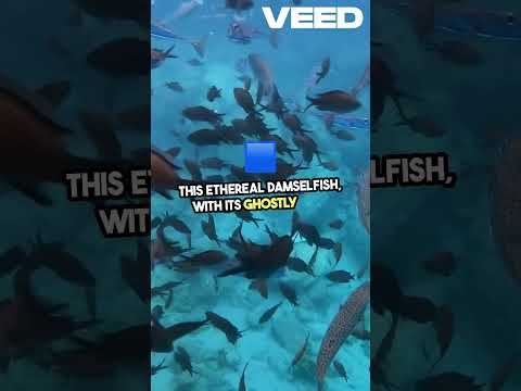 Deep Reef Secrets: Chromis Abadhah Discovery
