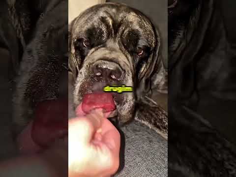 Tylko mały gryz mówili