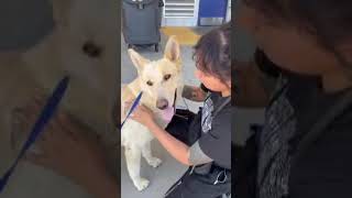 Video preview image #1 - Mix Puppy For Sale in Phoenix, AZ, USA