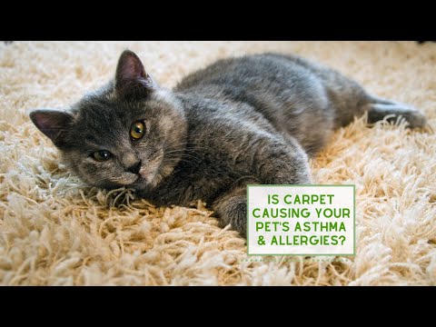 CARPET causing your Pet's Asthma & Allergies?