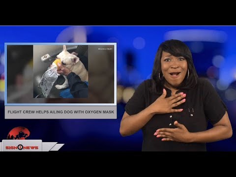 Flight crew helps ailing dog with oxygen mask (ASL - 7.10.18)