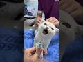 Cats Injection Moment Ytshorts Shorts Cat Funnycats