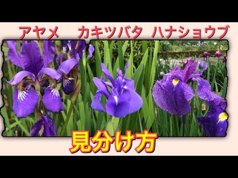 ヨーロッパショウブ 植物