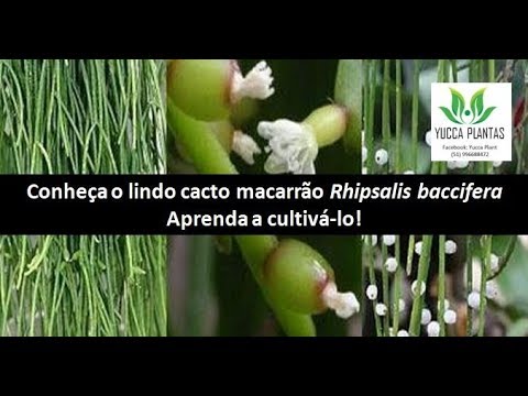 , title : 'CACTO MACARRÃO- Rhipsalis baccifera'