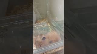 訳ありでハムスターを預かりました🐹 part 1