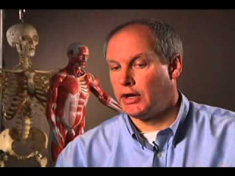 The Skeletal and Muscular System