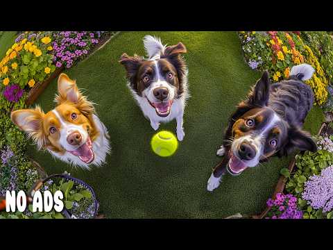 12 HOURS of Dog TV for Dogs to Watch 🐶 Play & Deep Sleep Entertainment for Alone Dogs