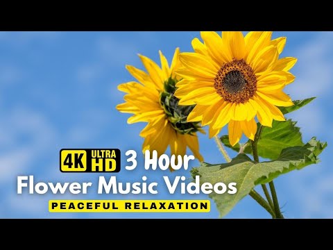 Gentle Blooming of Spring Flowers in 4K - Deep Relaxation to Spring Nature Colors & Sounds