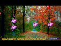 Good Morning Video Gorgeous Autum