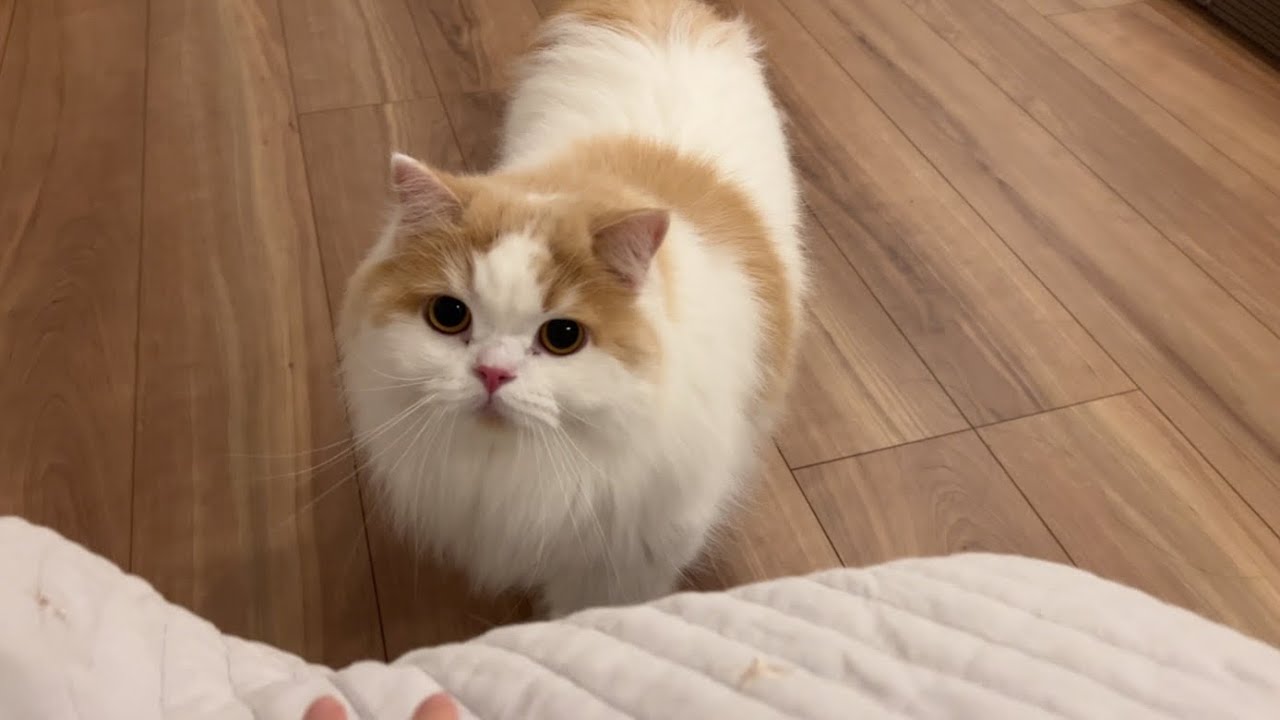 🍋引越し業者さんが帰ったあとのレモンさんが変😂