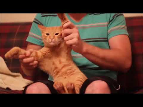 Workin' - Dione Taylor - SPIRITS IN THE WATER 2020