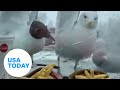 Tenacious Seagulls Try To Reach McDonald S French Fries USA TODAY