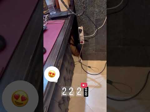 Dog found a hiding place Perro encontró un escondite Dog found a hiding place dog cane perro cane