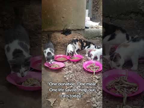 GoFundMe link in bio for donations #donate #cat #helpcats #cats #harley #florida