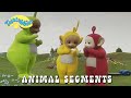 Teletubbies Animal Segments