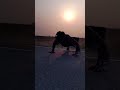 Gym Lover Md Arya P W N Motivation Ytshorts Shortfeed Viralvideo Trending Youtubeshorts
