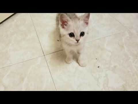 10 week old Bailey is playing with the ball