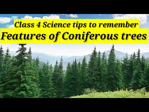 Coniferous Trees Facts Class 4 Science