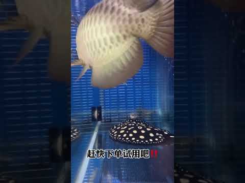 最高のロイヤルグレードのアロワナ魚 | Best Royal Grade Arowana Fish | Arowana Fish with Royal Colors #001qaz