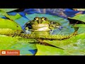 Suara Katak Dikala Gerimis Sebelum Tidur Mendengar Suara Ini Dijamin Tidur Lebih Nyenyak