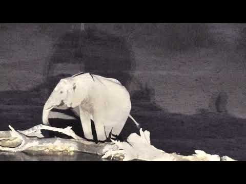 Djuma: Breeding herd of Elephants come to enjoy a nice drink of water - 18:45 - 11/21/18