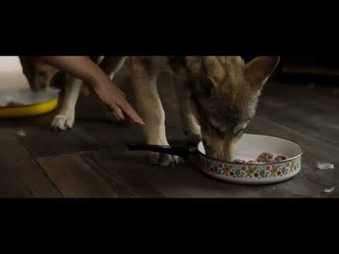 "Il Lupo e il Leone" Alma si prende cura dei cuccioli vivaci!