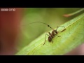 Lost Land of The Volcano Preview Episode 1 - Fungus Infected Ants - BBC One